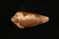 藏品(美華芋螺)的圖片